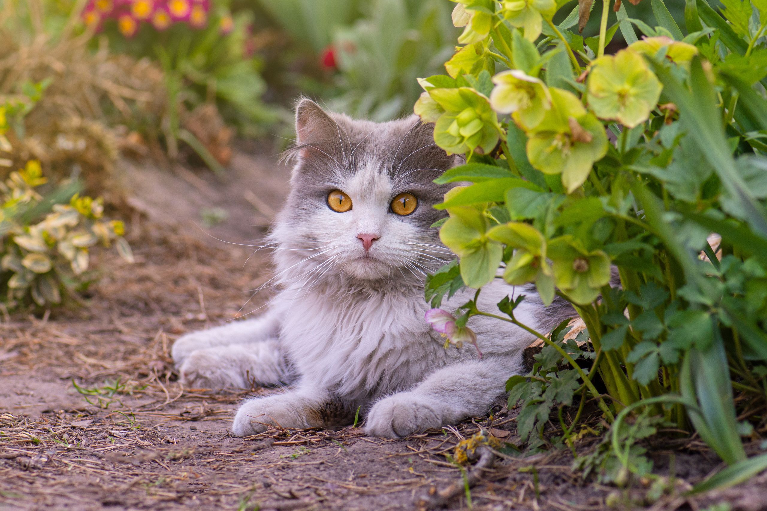 How To Design A Pet-Friendly Garden For Your Furry Friends